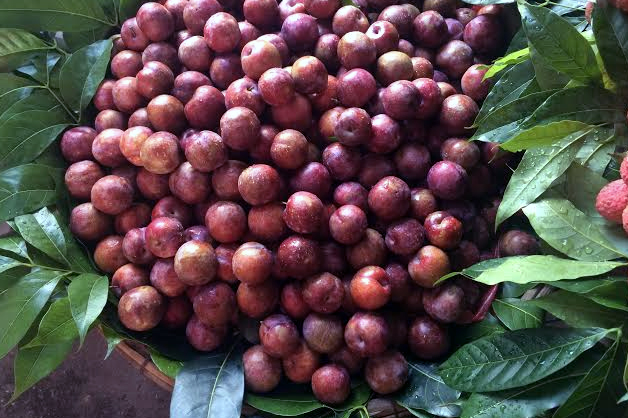 Mận tăng giá, hàng Tàu đội lốt hàng Sa Pa