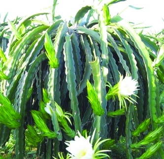 Bình Thuận Nông dân đua nhau bán hoa thanh long