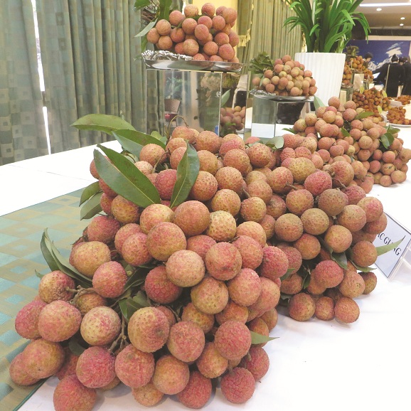 Khi trái vải Việt khai phá xứ sở chuột túi