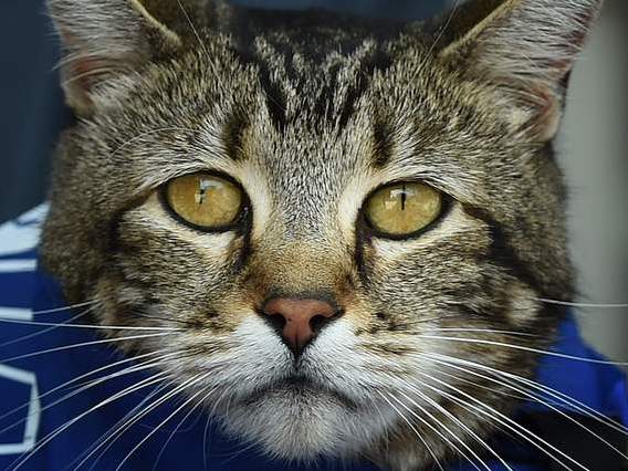 Mèo đoạt giải   Chó anh hùng