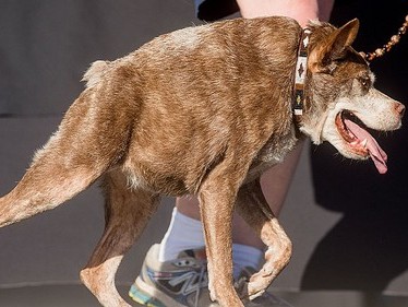 Thân hình khác thường của chú chó xấu nhất thế giới