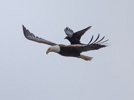 Con quạ tạo ra khoảnh khắc thú vị khi đậu trên lưng chú đại bàng