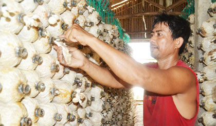 Hiệu quả từ các mô hình sản xuất nông nghiệp tại TX Gò Công