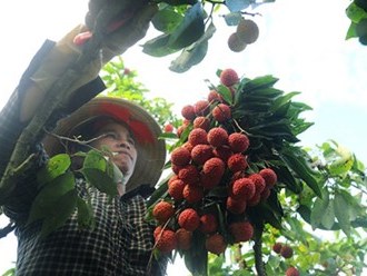 Thương lái Trung Quốc trở lại thu mua vải thiều