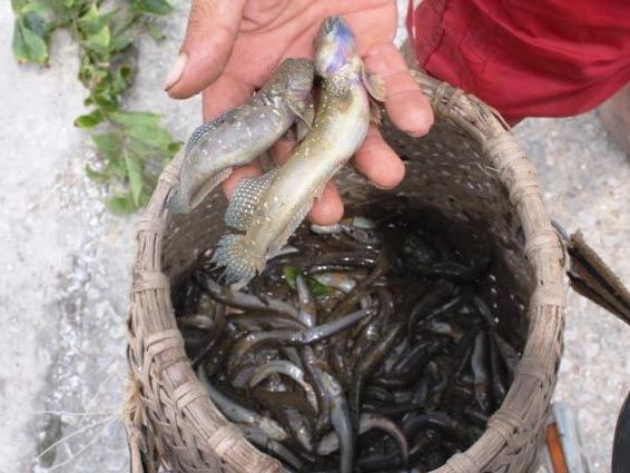 Kiếm bạc triệu mỗi ngày nhờ săn cá kỳ lạ nhất hành tinh