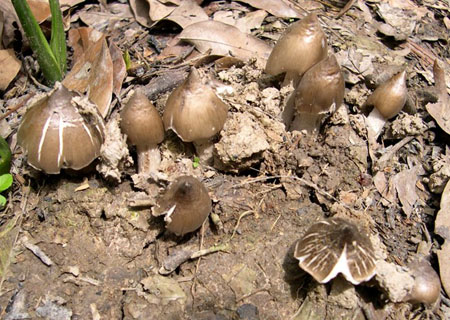 Nấm mối 1 triệu kg Mỗi năm 1 lần, tranh nhau ăn vội