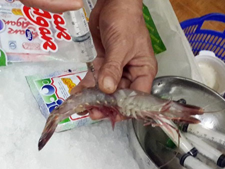 Kiếm bộn tiền nhờ công nghệ tăng trọng cho thịt, tôm cua