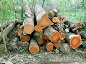 Hà Nội đấu giá lô gỗ trong đợt chặt hạ cây xanh được hơn 1 tỷ đồng