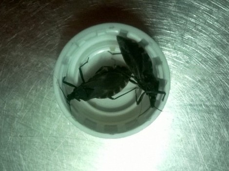 Bọ xít hút máu tái xuất ở TP HCM