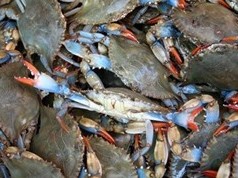 Australia chuộng cua ghẹ Việt Nam do giá rẻ