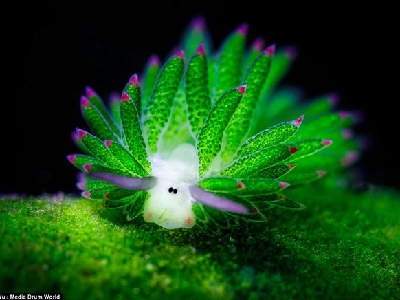 Phát hiện sinh vật biển quý hiếm, dễ thương nhất thế giới