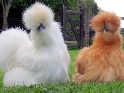 Chơi gà lông xù 10 triệu con, xếp hàng chờ 6 tháng