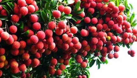 Vải thiều xuất ngoại giá hơn 400 000 đồng kg