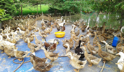 Lao đao vì giá trứng vịt giống giảm