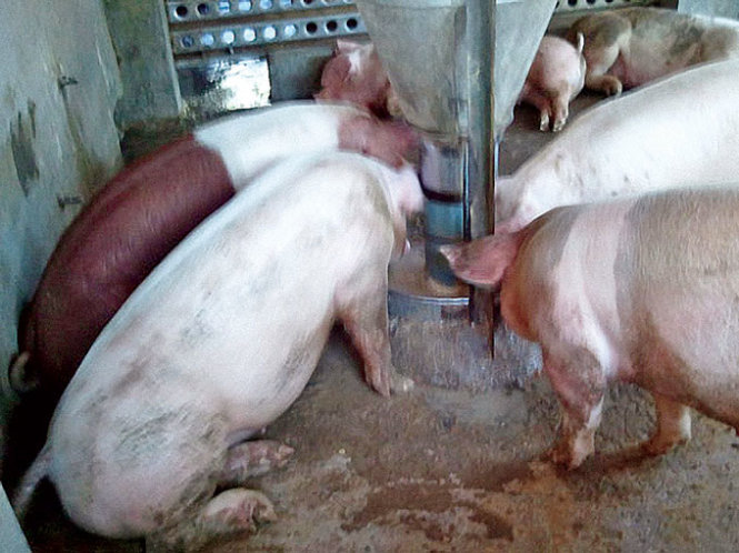 Dân buôn rỉ tai cách nuôi heo thần tốc