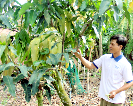 Người trẻ hóa vườn xoài