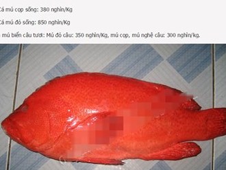 Nhà giàu Hà Thành tẩm bổ cá mú đỏ 1 triệu kg