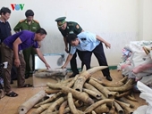 Hai vụ nhập lậu ngà voi ở Cảng Đà Nẵng Chủ hàng trốn tránh