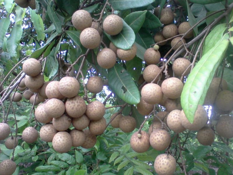 Người trồng nhãn sạch thấp thỏm nỗi lo đầu ra