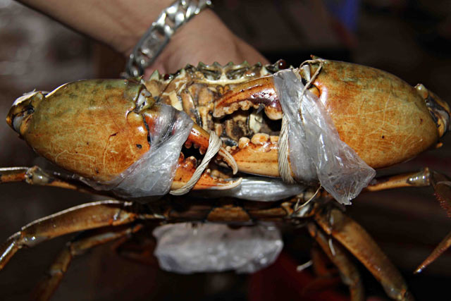 Trung Quốc giảm mua, cua biển tụt nửa giá