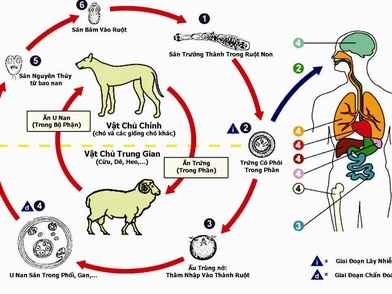 Cảnh báo 200 bệnh có nguồn gốc từ động vật