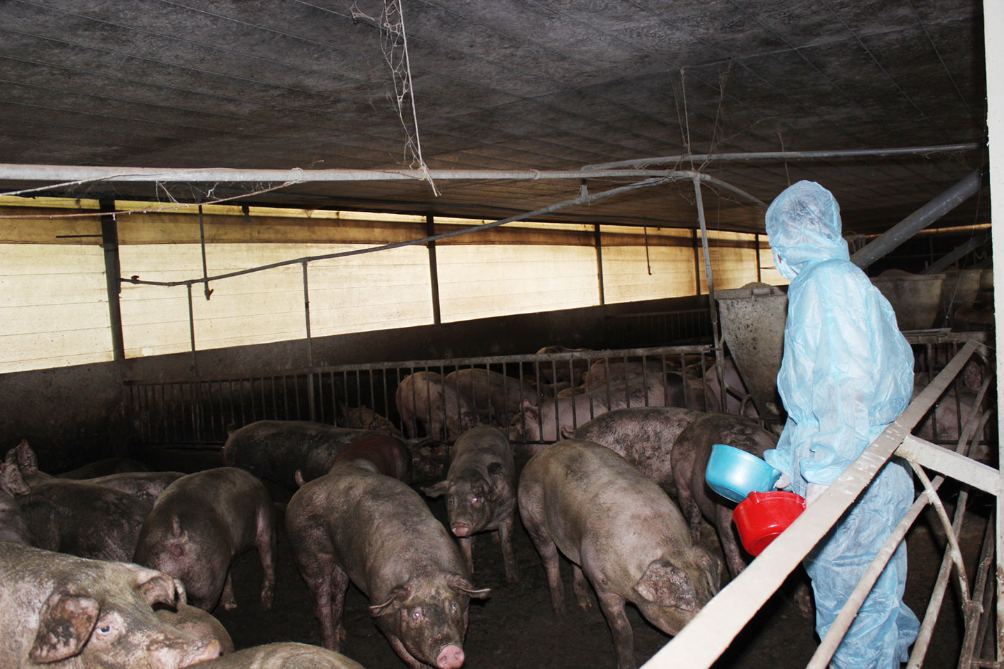 Kiểm tra đột xuất trại nuôi heo nghi vấn sử dụng chất cấm