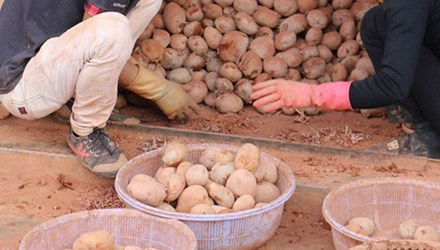 Chiêu tân trang khoai tây kém chất lượng