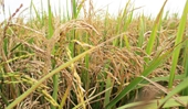 Nông dân thiệt hại vì lúa bị khô bông