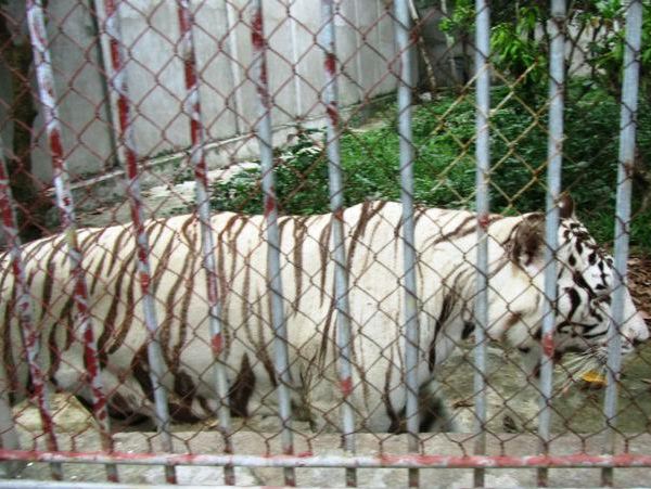 Thông tin trái chiều về người phụ nữ bị hổ vồ