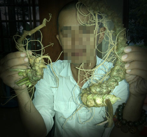 Hô biến củ ráy thành sâm Ngọc Linh