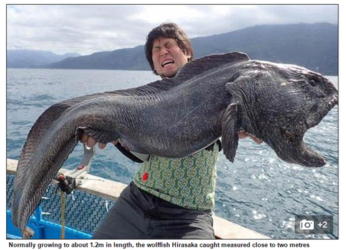 Ông Hirasaka Hiroshi và con cá sói dài 2m - Ảnh chụp màn hình Daily Mail