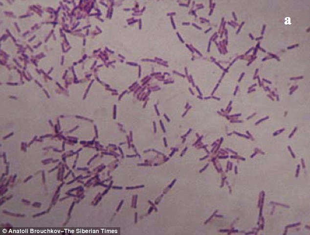  Các nhà khoa học Nga tuyên bố tìm thấy một loại vi khuẩn 'vĩnh cửu' gọi là Bacillus F có thể cải thiện tuổi thọ của con người. Các vi khuẩn được tìm thấy trong lớp băng vĩnh cửu, được cho là có niên đại khoảng 3,5 triệu năm tuổi.