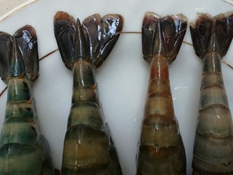 Nhận dạng tôm bị bơm hóa chất