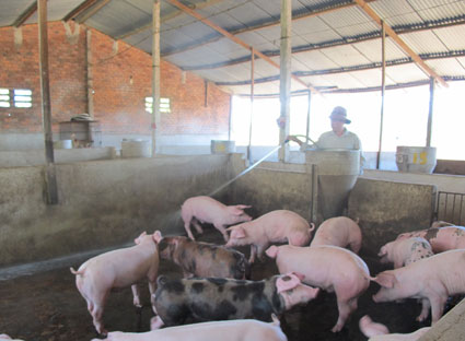 Gia nhập TPP Thách thức cho ngành chăn nuôi