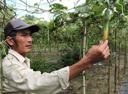 Mất trắng mùa quả sau khi bón phân