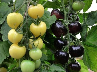 Cà chua đen ồ ạt vào siêu thị