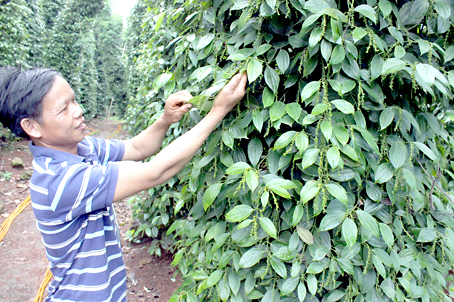 Nông dân làm tiêu sạch