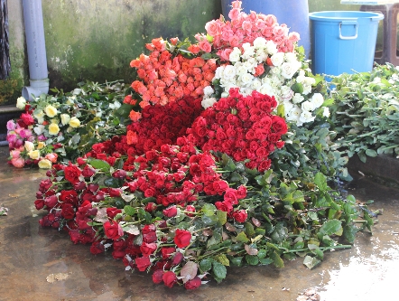 Thị trường hoa Đà Lạt kém sôi động