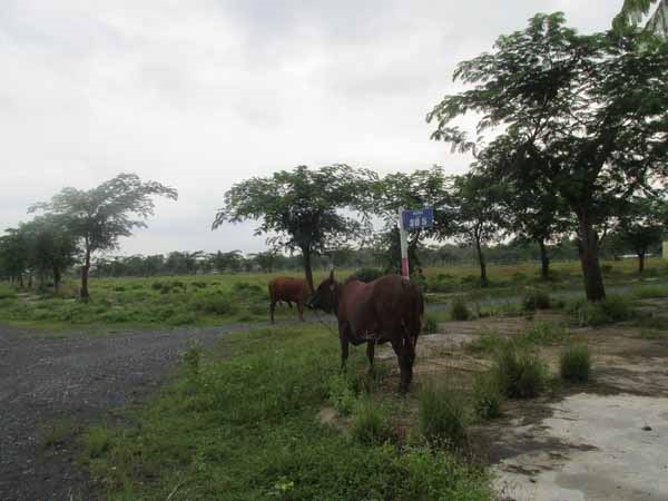 Vỡ mộng đất nền Long An