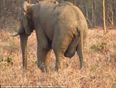Chú voi bị sưng chỗ nhạy cảm vì tai nạn trong lúc giao phối
