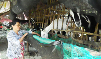 Sức bật từ các mô hình kinh tế nông thôn