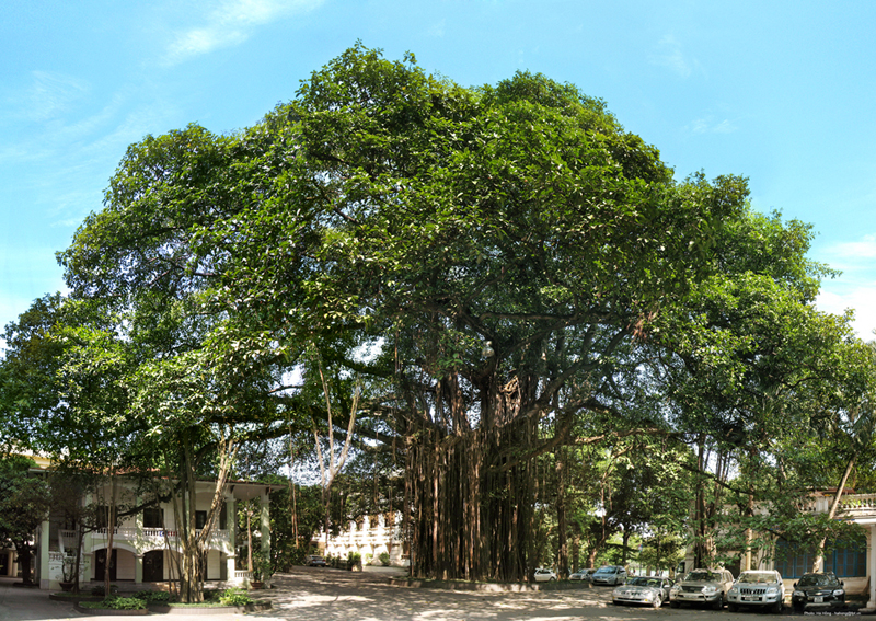 Cây đa cổ thụ trong khuôn viên Báo Nhân Dân (Chụp tháng 5-2010)