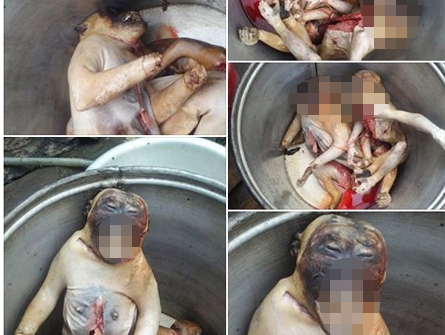 Cộng đồng mạng sốc trước loạt ảnh khỉ bị giết hại dã man