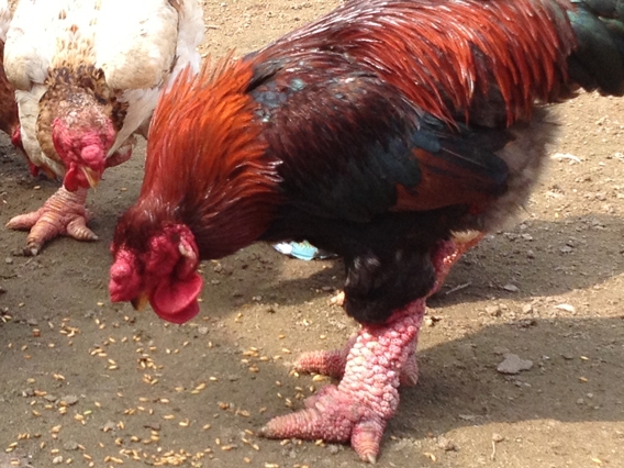 Cơn sốt gà Đông Tảo và nguy cơ mất thương hiệu