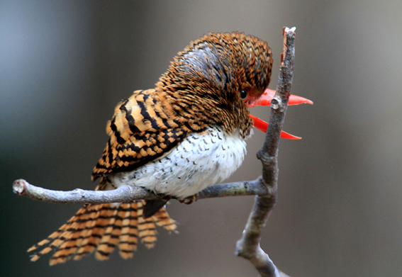 Bảo vệ động vật hoang dã việc làm cấp bách