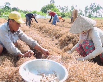 Đầu vụ đông xuân, giá nấm rơm ổn định