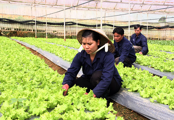 Bắt tay phát triển nông nghiệp bền vững