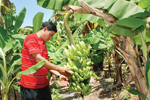 Chuối già lùn không có đầu ra