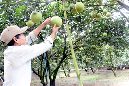 Hồi hộp vụ trái cây tết