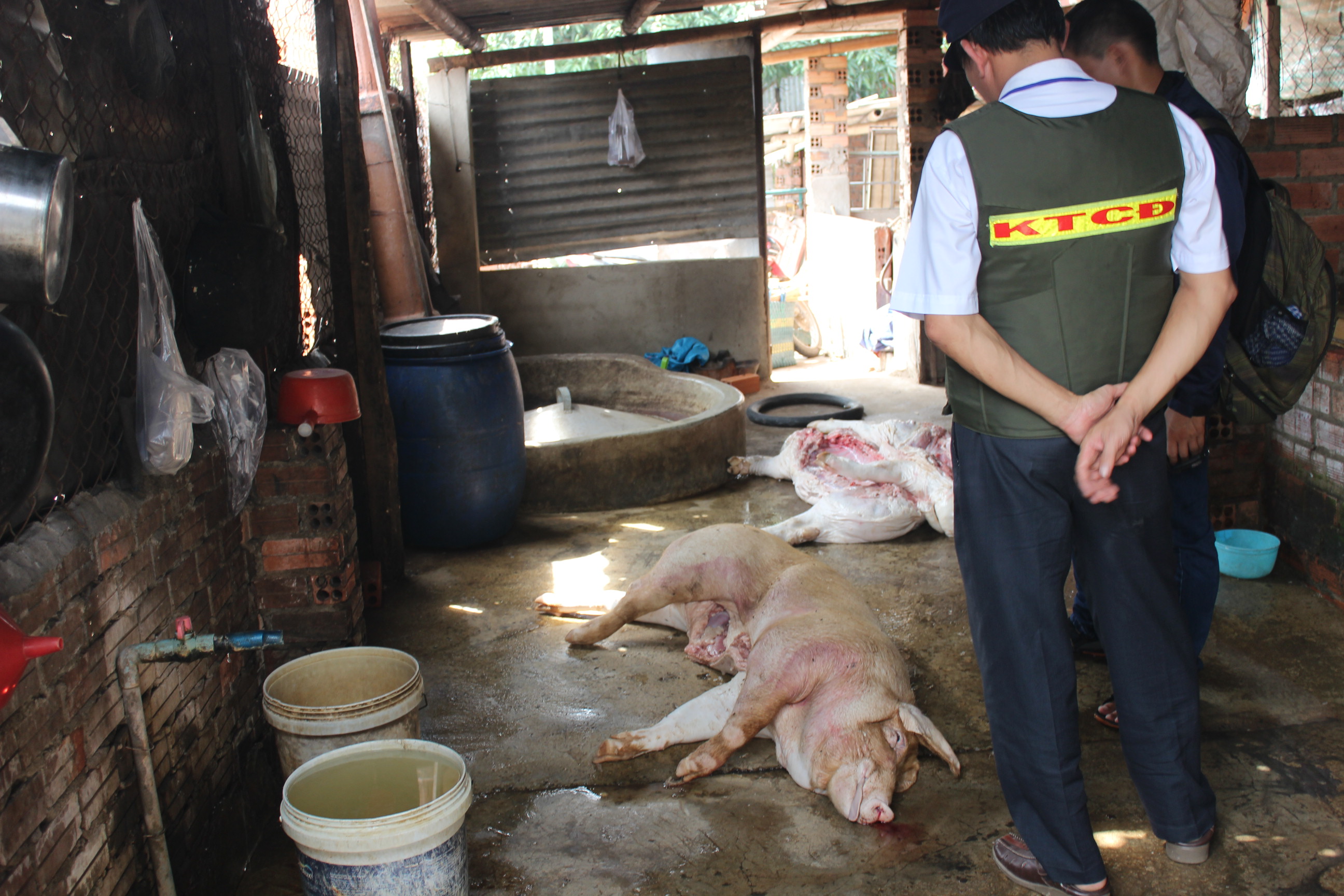 Phát hiện lò mổ heo chết